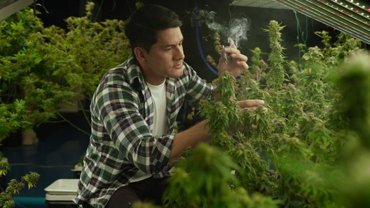 Cannabis coltivata in serra - Lineadiretta24.it