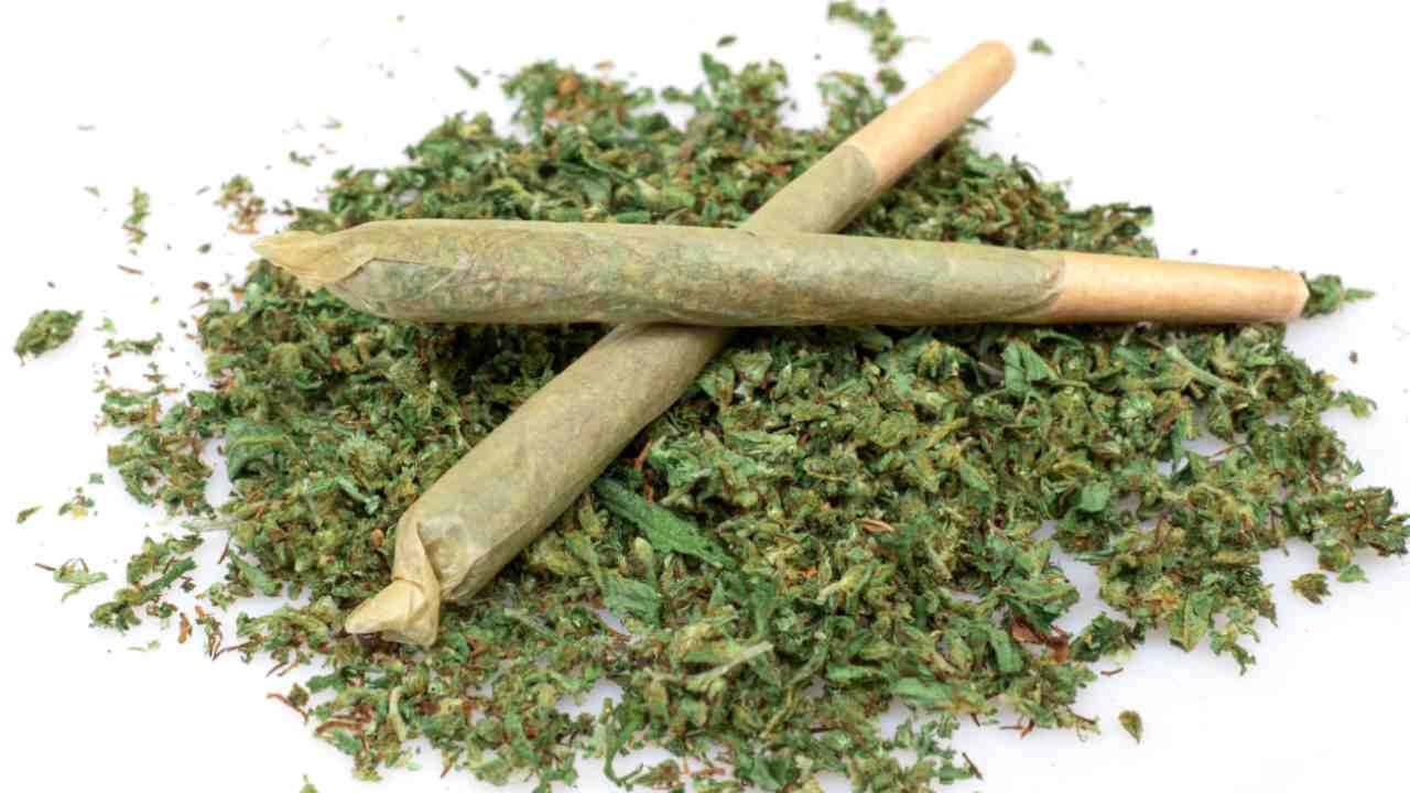 Liberalizzazione della cannabis - Lineadiretta24.it
