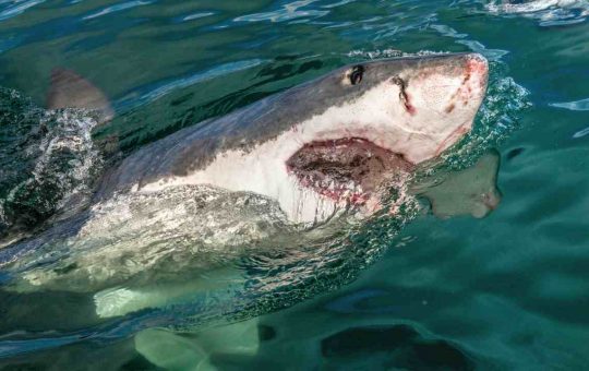 Attacco dello squalo (depositphotos) - lineadiretta24.it