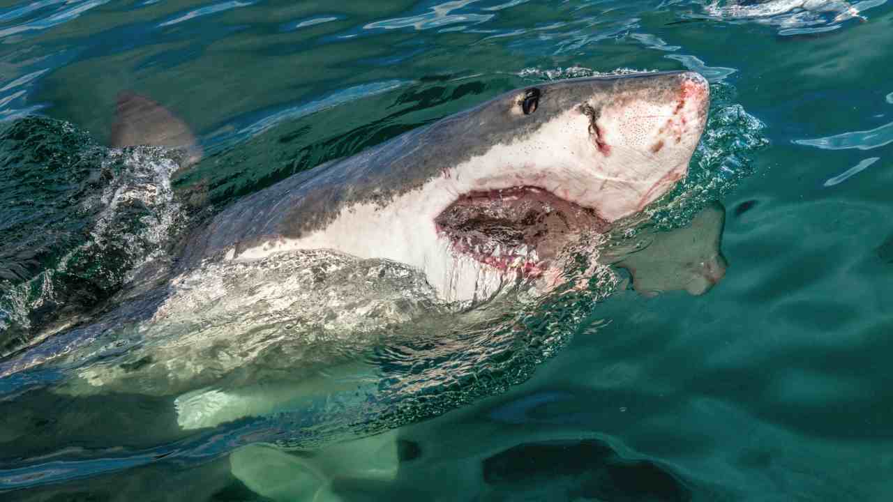 Attacco dello squalo (depositphotos) - lineadiretta24.it