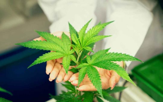 Cannabis light, il governo cambia idea - Lineadiretta24.it