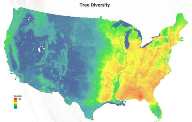 Cartina sulla densità di alberi - fonte_web - lineadiretta24.it
