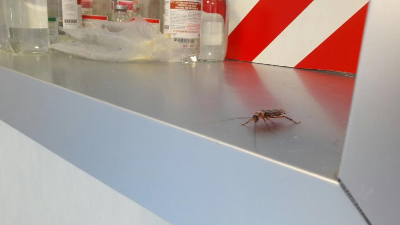 scarafaggi in ospedale