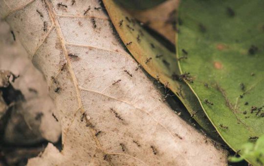 Vacanze in mezzo alla natura? Attenzione (pexels.com) - lineadiretta24.it