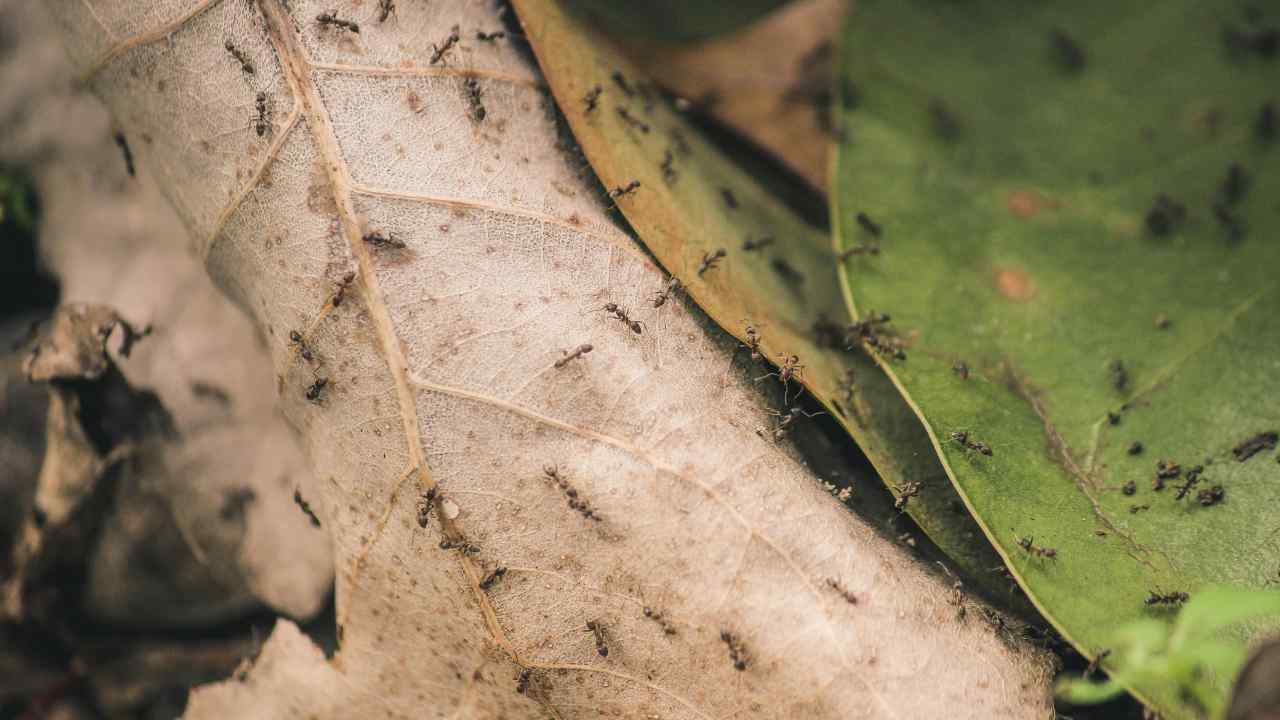 Vacanze in mezzo alla natura? Attenzione (pexels.com) - lineadiretta24.it