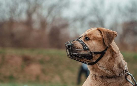 Obbligo di museruola per i cani - fonte_Canva - lineadiretta24.it