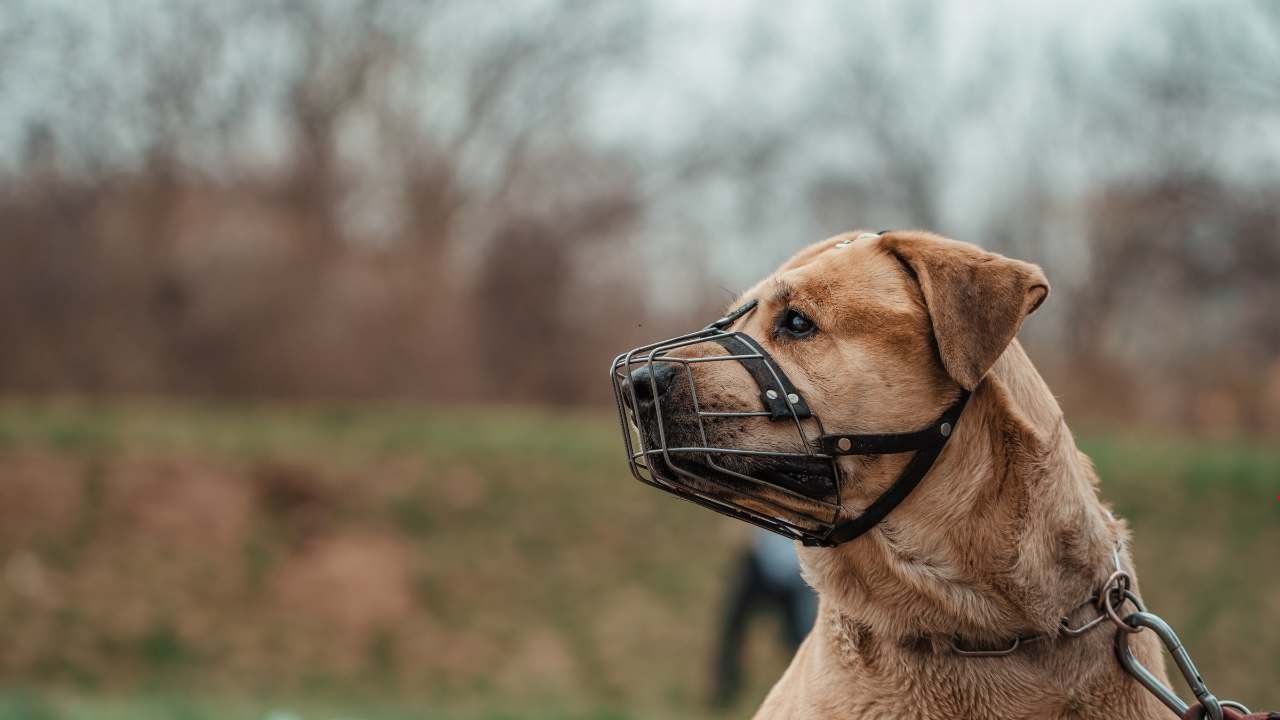 Obbligo di museruola per i cani - fonte_Canva - lineadiretta24.it