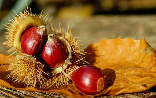 Castagne - fonte_pexels - lineadiretta24.it