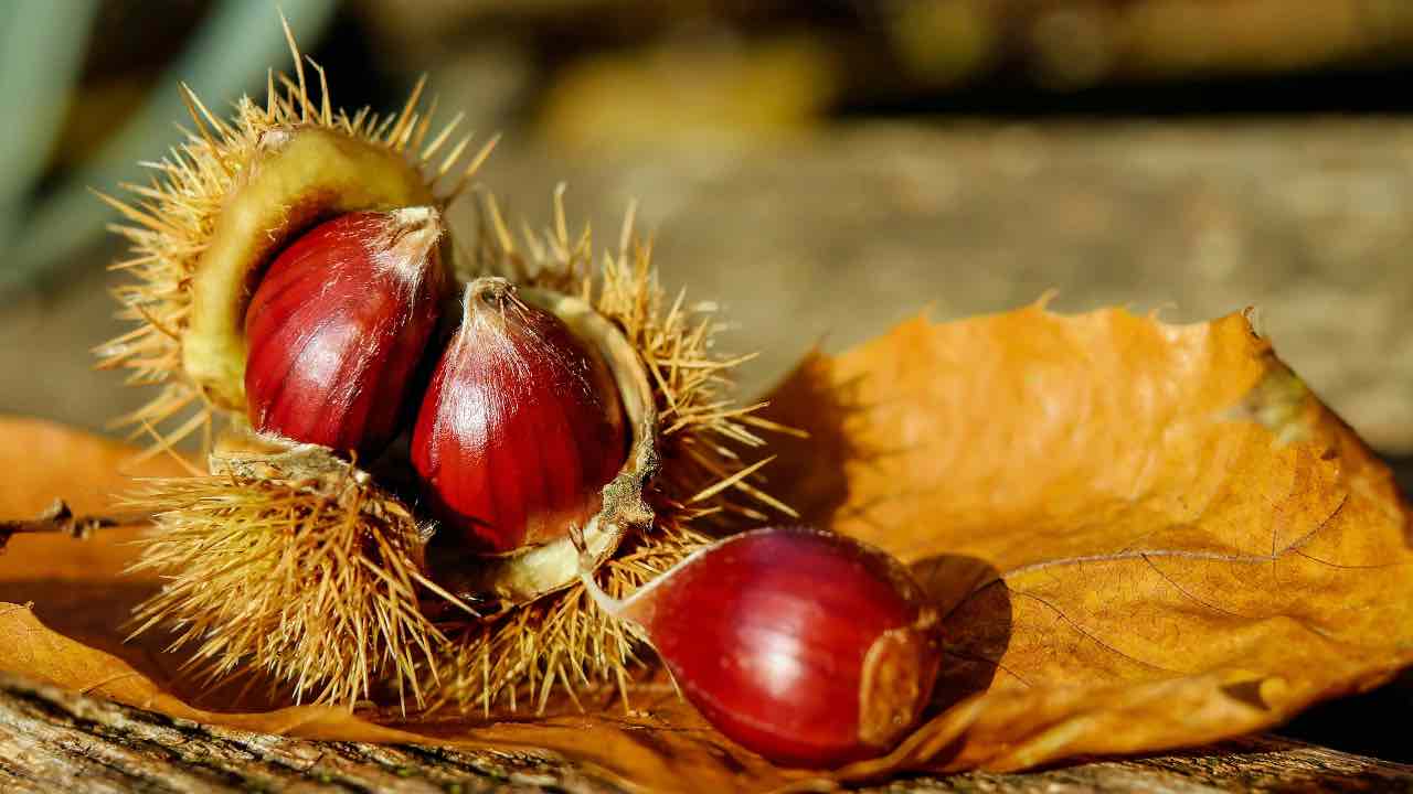 Castagne - fonte_pexels - lineadiretta24.it