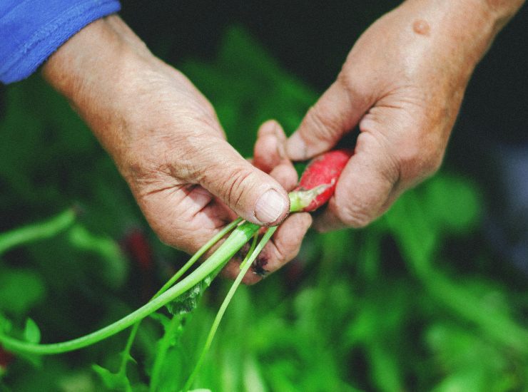 L'agricoltura bio supera quella convenzionale (pexels.com) - lineadiretta24.it