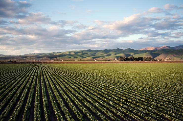 terreno agricolo