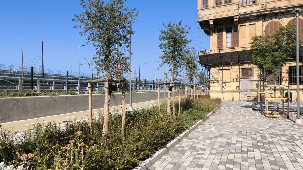 Lungomare Canepa cambia volto: 100 nuovi alberi per filtro verde tra strada e case