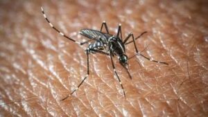 Zanzara, vettore del virus West Nile