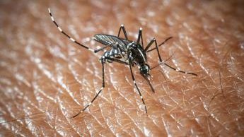 Zanzara, vettore del virus West Nile
