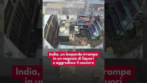 Leopardo entrato in un negozio di liquori in India