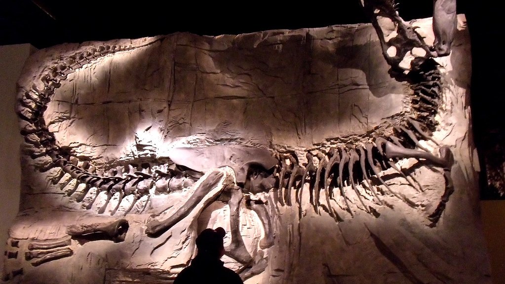 T. rex all’asta per 50 milioni: il fossile più costoso