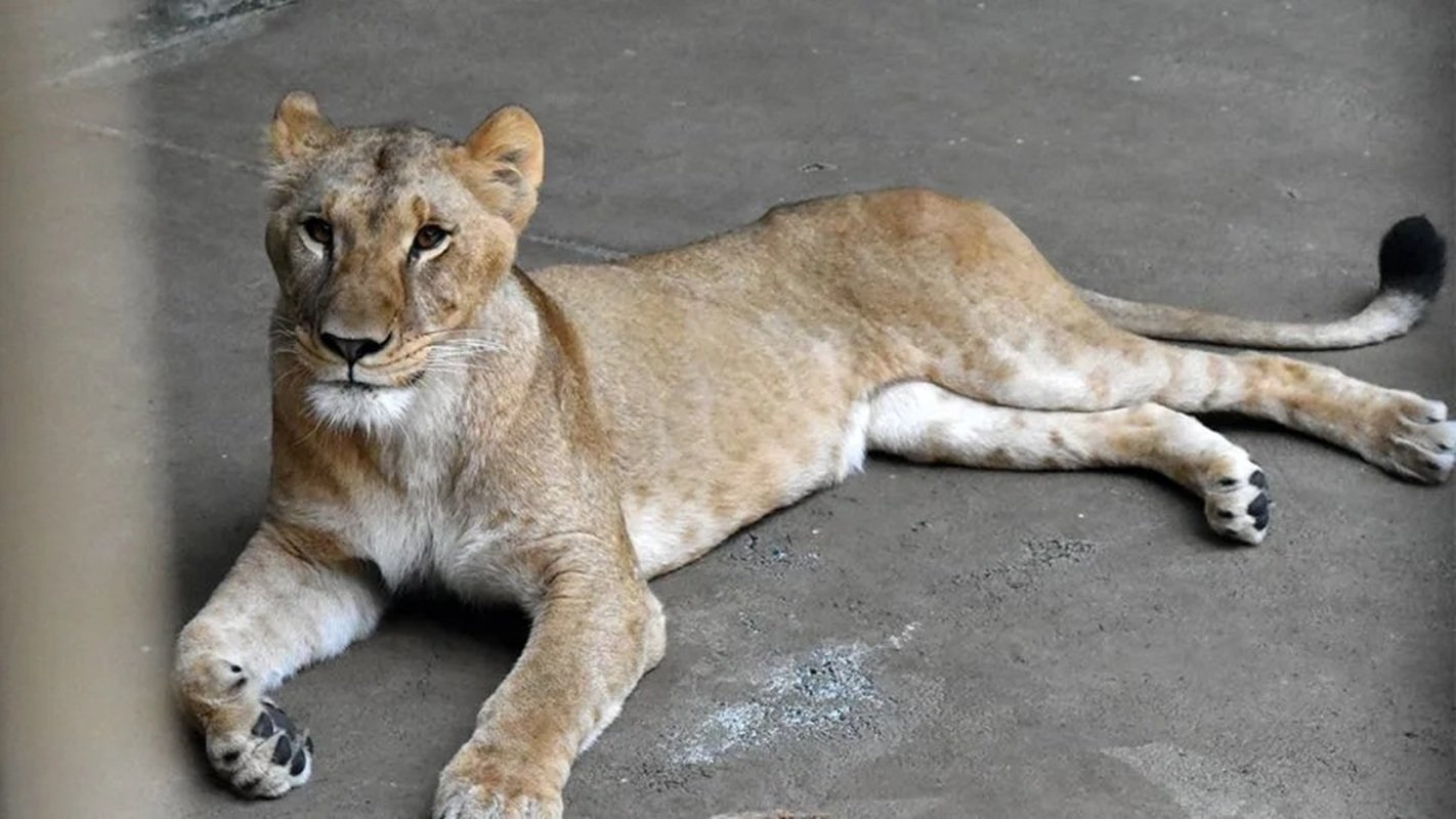 Tre leonesse morte di caldo al Tama Zoological Park di Tokyo: un episodio drammatico legato al riscaldamento globale
