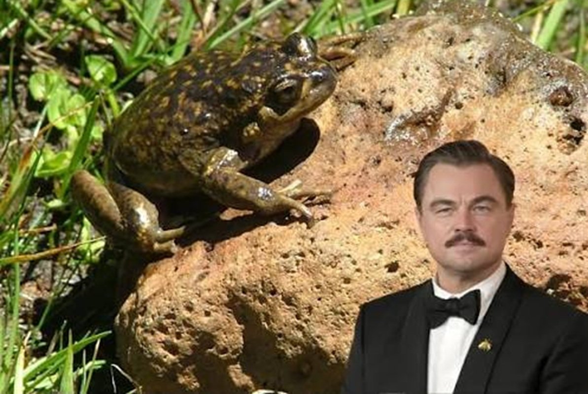 Leonardo DiCaprio chiede di salvare le rane del Cile dal progetto di Enel