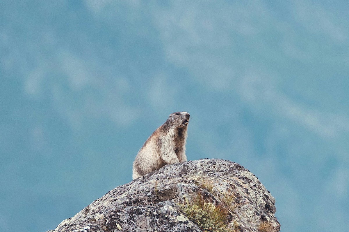 Il caldo stravolge gli animali selvatici: marmotte che non giocano e orsi senza letargo