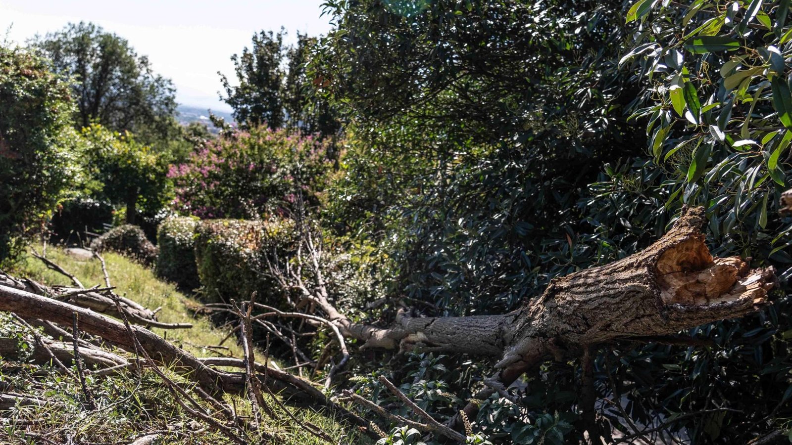 Alberi morti per il caldo a Torino: 253 alberi in meno negli ultimi tre mesi