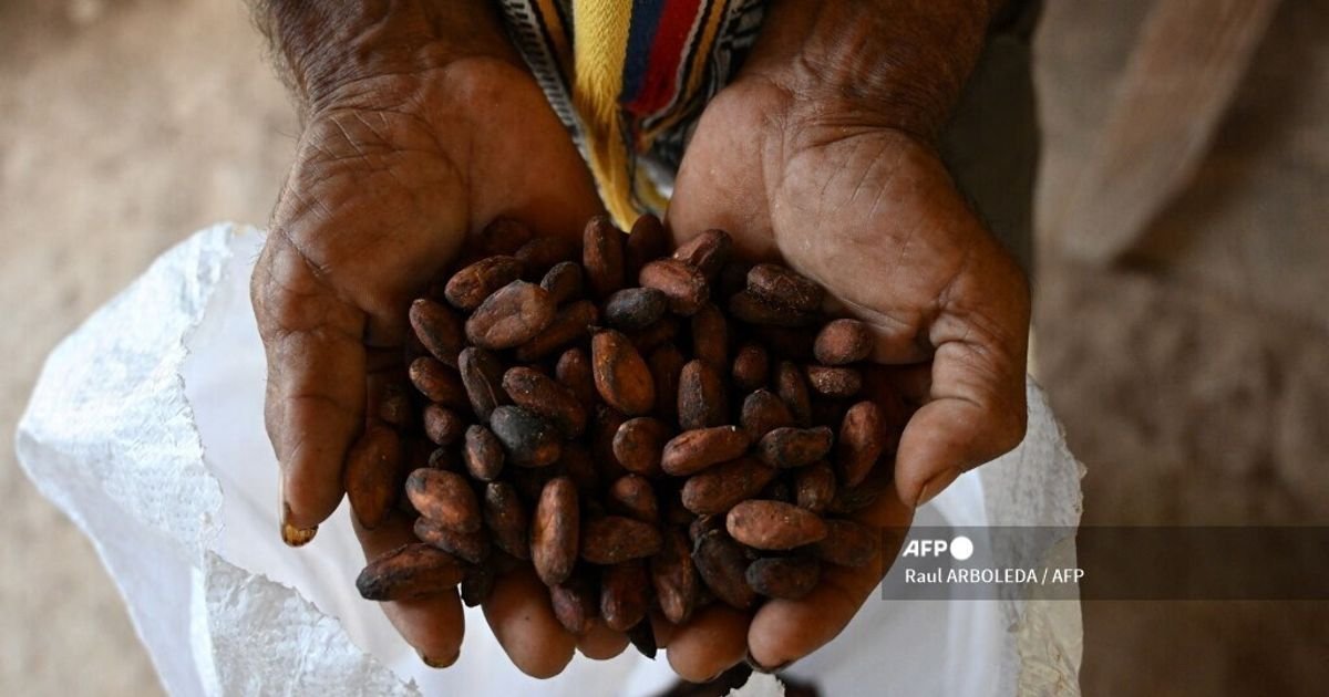 Cacao e sviluppo: l’Africa al centro di un’alleanza internazionale