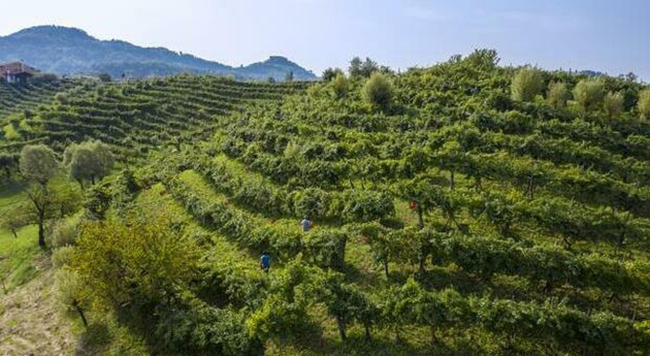 Vendemmia anticipata per la siccità, i Consorzi del Prosecco chiedono un piano per l’acqua