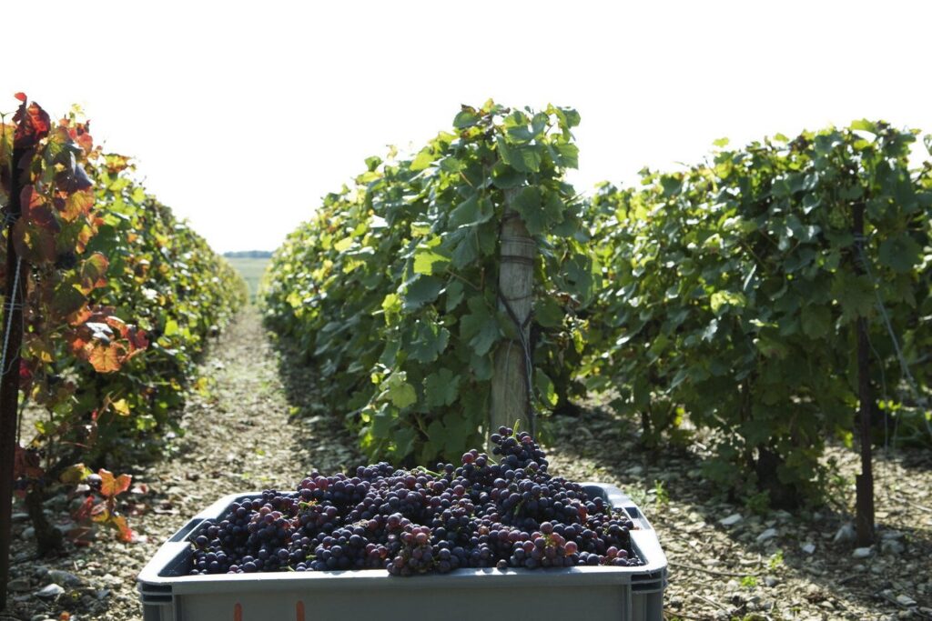 Il caldo spinge la vendemmia in Europa, ma il settore si adatta