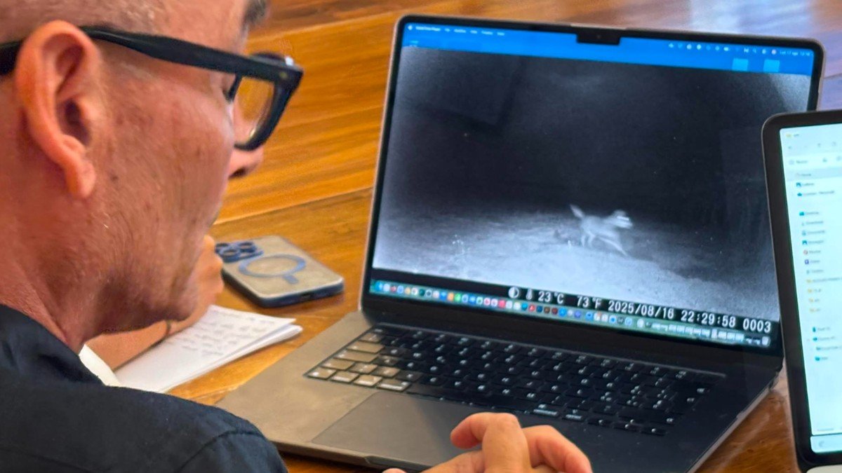 Tre animali fotografati in Puglia dopo aggressioni a bimbi, Dna per chiarire se siano lupi