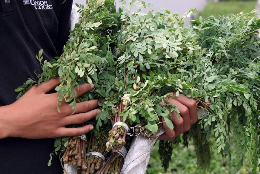 Moringa, un albero che alimenta e protegge il suolo in Etiopia