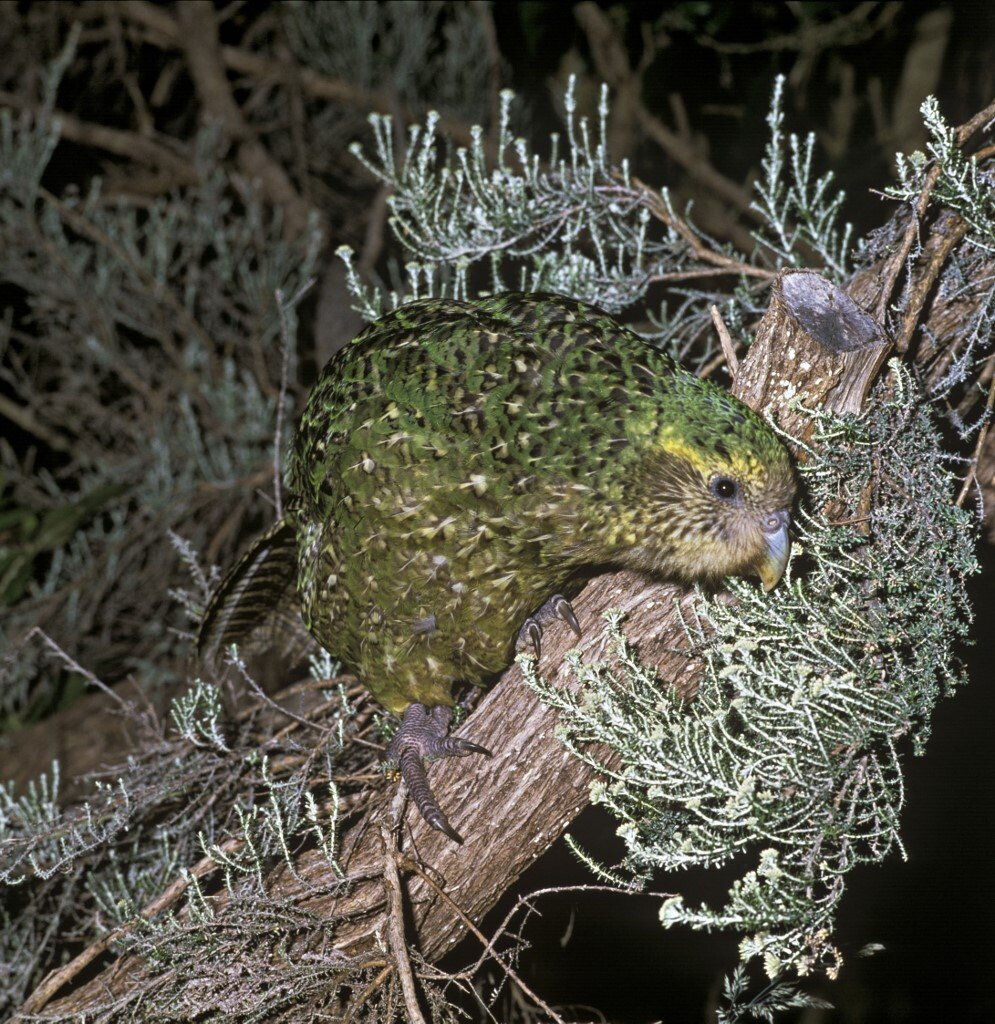Il kakapo torna a superare i 300 esemplari dopo una stagione riproduttiva record