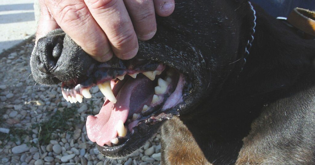Fondo per cani salvati, un passo concreto verso la giustizia animale