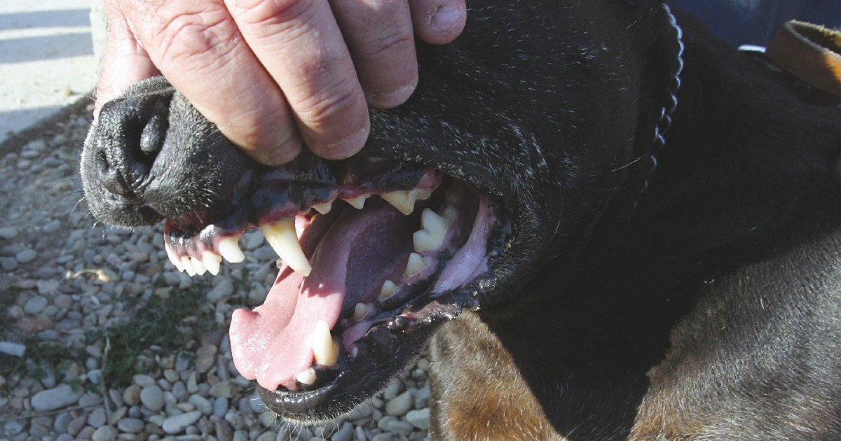 Fondo per cani salvati, un passo concreto verso la giustizia animale