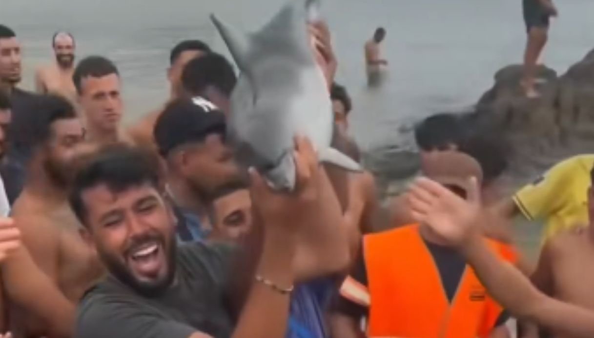 Delfino morto esibito come trofeo da migranti a Ceuta, denuncia e petizione per accertare responsabilità
