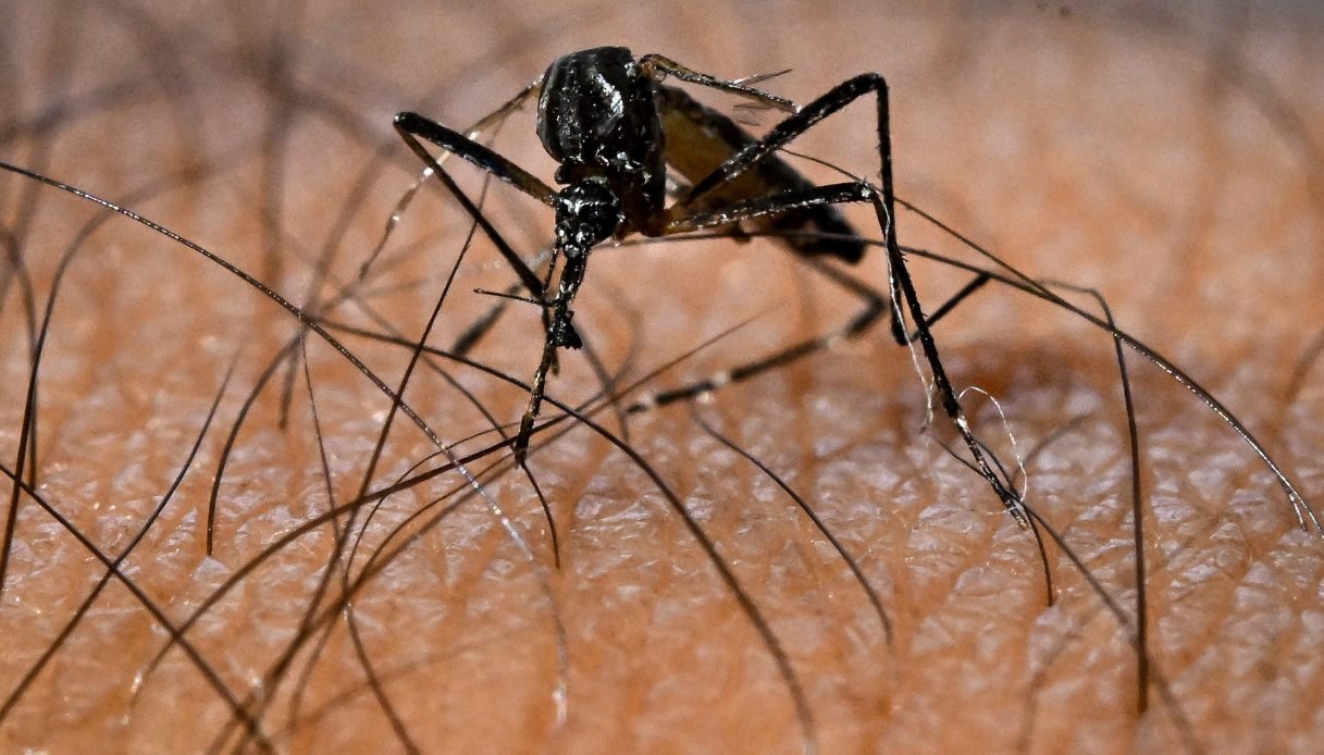 Nuovi casi di Dengue in Toscana, l’infettivologo spiega: “La malattia si risolve in pochi giorni”