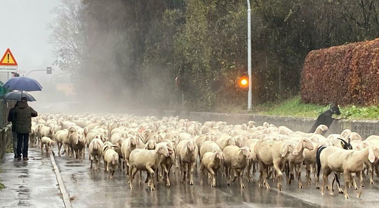 Pecore e capre costrette a inghiottire microchip: alta mortalità e protesta degli allevatori
