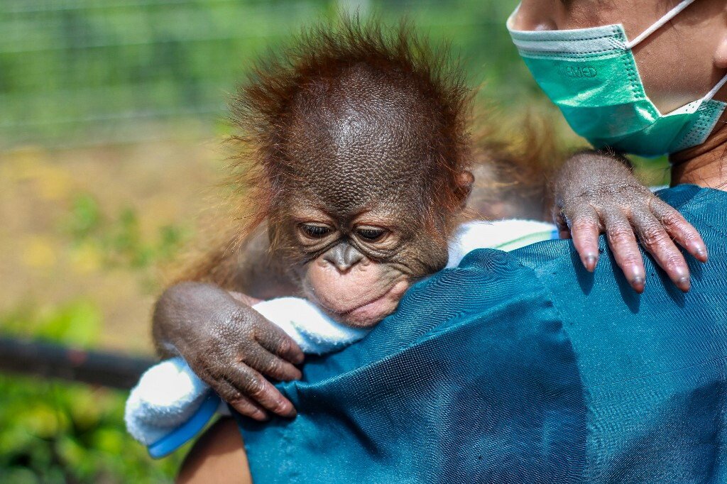 Cinque cuccioli di orango trovati in India: iniziate indagini su traffico internazionale