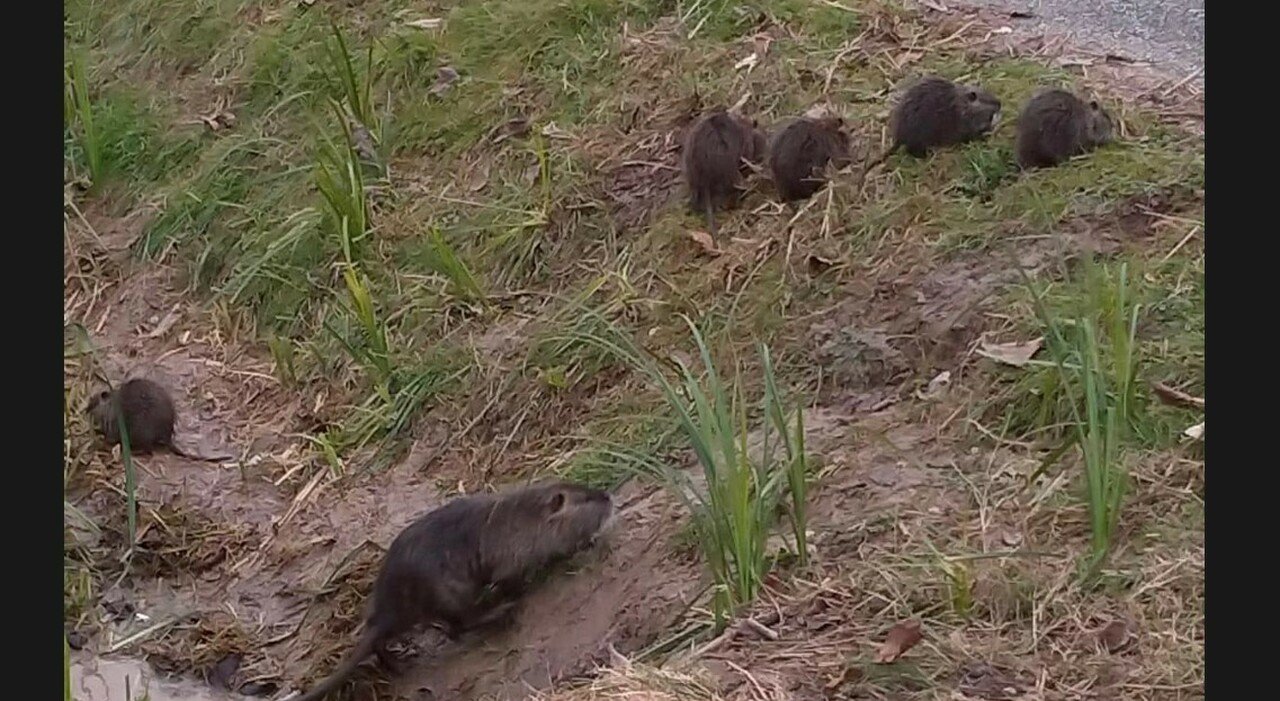 Nutrie in aumento, residenti segnalano abbandono della periferia tra Cornadella e Fratta