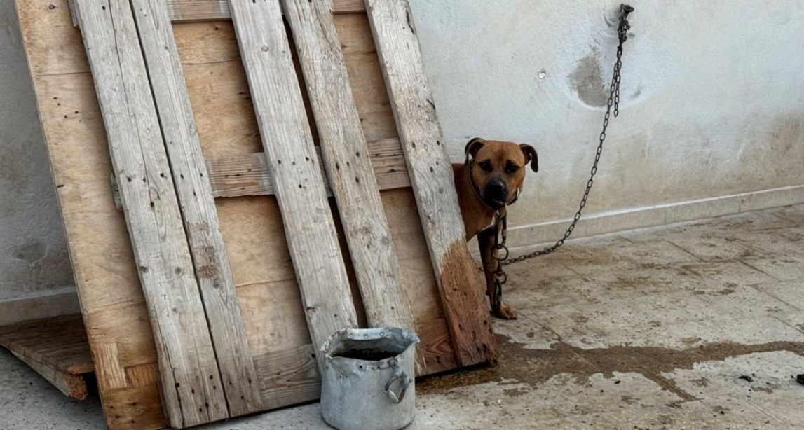 Operazione «inferno dei pitbull» a Gela: 13 cani sequestrati e 6 persone indagate
