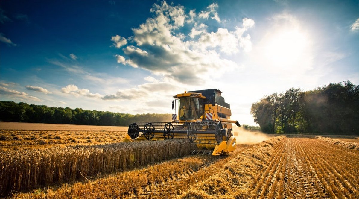 Urea vietata dal 2028: il 51% del valore del mais padano a rischio per le aziende cerealicole