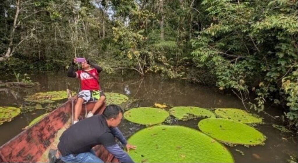 Una pianta gigante scoperta grazie a un selfie: la Victoria colombiana